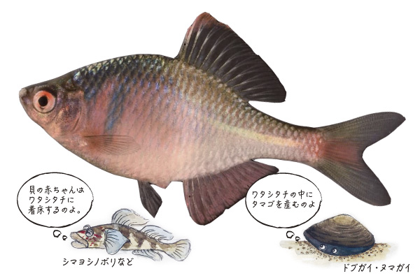 ニッポンバラタナゴ