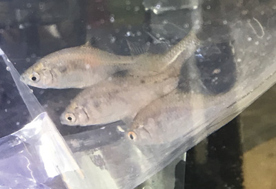 ニッポンバラタナゴ