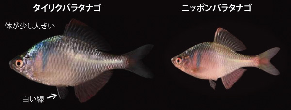 タイリクバラタナゴとニッポンバラタナゴ