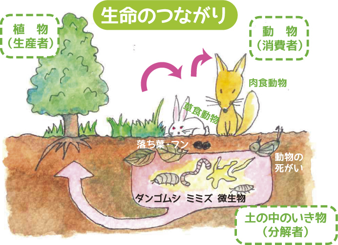 ダンゴムシ