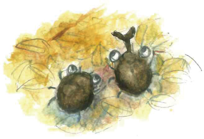 腐葉土の中に産卵するカブトムシやハナムグリイラスト