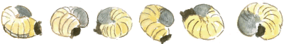 カブトムシの幼虫たちイラスト