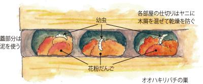 オオハキリバチの巣の様子