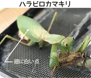 ハラビロカマキリ