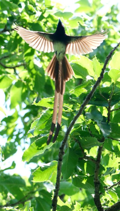 飛び立つサンコウチョウ