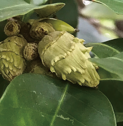 大きく膨らんできたドングリ