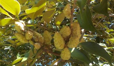 マテバシイのドングリ