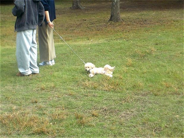 小型犬の場合にゆっくり引きずる