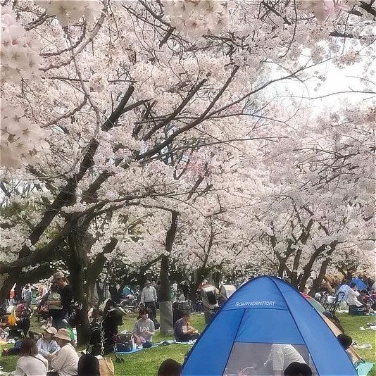 花見の賑わいの様子