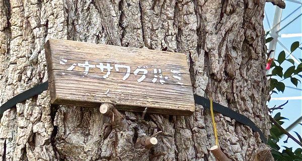 シナサワグルミのネームプレート