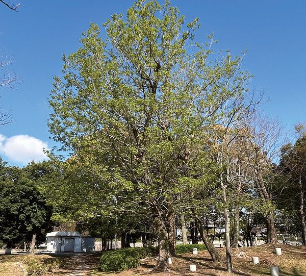 シナサワグルミ2025.3.5撮影