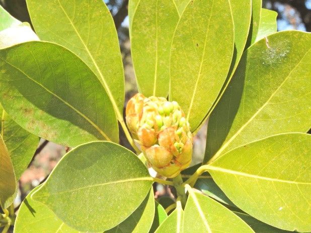 芽吹いてるタブの木の芽