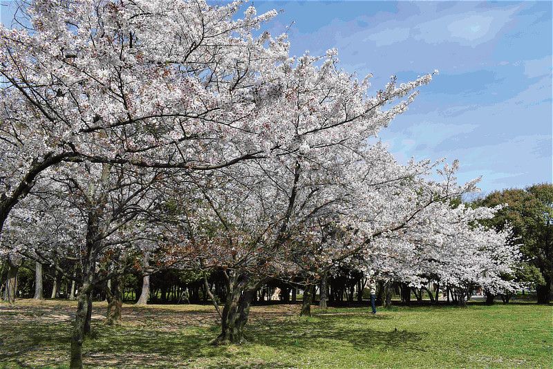 春の開花時の状況