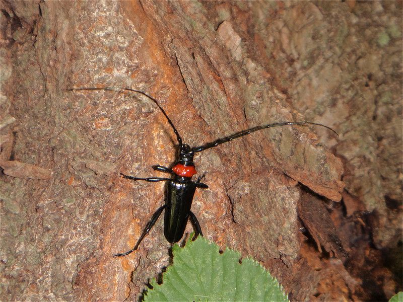 クビアカツヤカミキリ（成虫）
