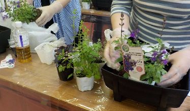 今回の材料：バジル、シルバータイム、ストロベリーミント、イタリアンパセリ、チェリーセージ、鉢、底石、土