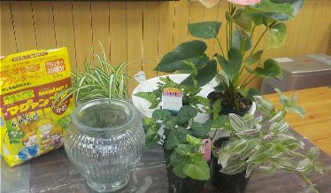 今回の材料：5種類の観葉植物（アンスリム、トラデスカンテア、アイビー、コニオグランメ、オリズルラン）、ガラスの器、ベラボン（ヤシの実の繊維を細かく砕いたもの）