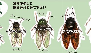 久宝寺緑地にいる、ニイニイゼミ、クマゼミ、ミンミンゼミ、ツクツクボウシ、アブラゼミのイラストと各セミの鳴き声と体長