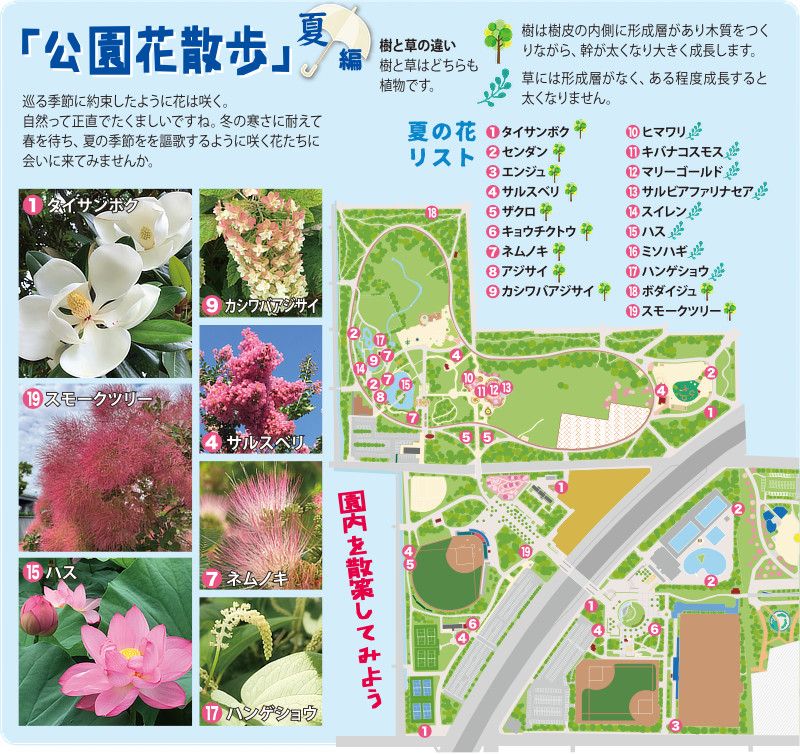 「公園散歩」夏編　夏に咲いている久宝寺緑地の花たちマップ