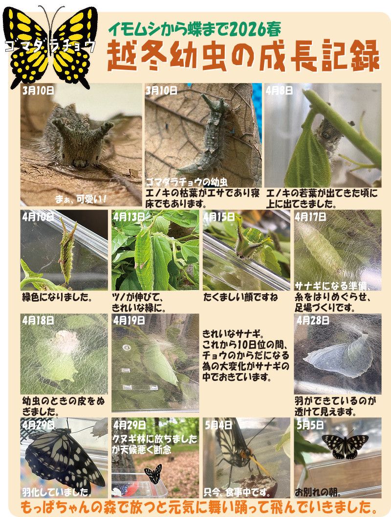 ゴマダラチョウ越冬幼虫の成長記録を写真とともにコメントが入っています。