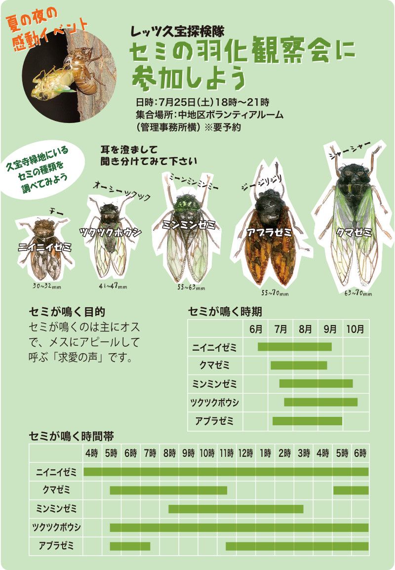 久宝寺緑地で見られる５種類のセミ（ニイニイゼミ、クマゼミ、ミンミンゼミ、ツクツクボウシ、アブラゼミ）の鳴き声、容姿、体長、鳴く時期、鳴く目的、鳴く時間帯のイラストや表でしめした図